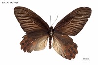 藏品(曙鳳蝶)的圖片